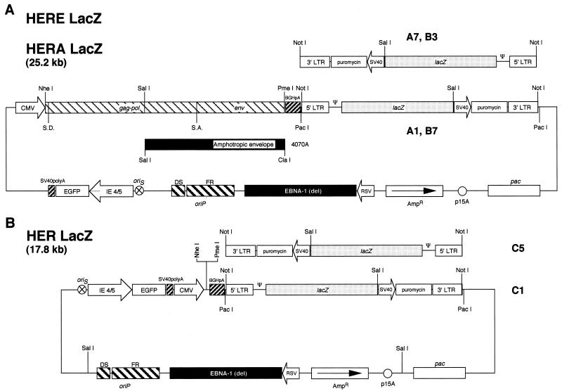 FIG. 1