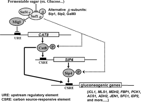 FIG. 2.—