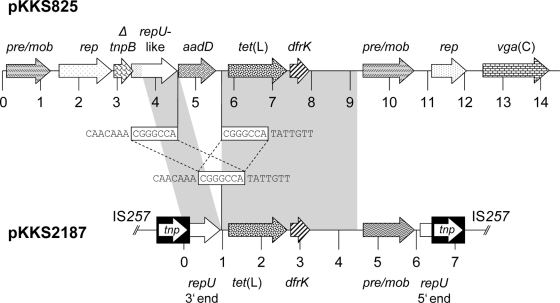 FIG. 1.