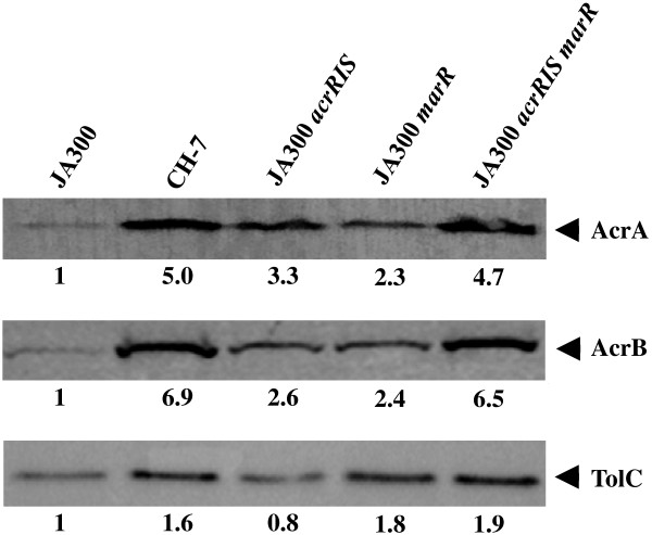 Figure 5