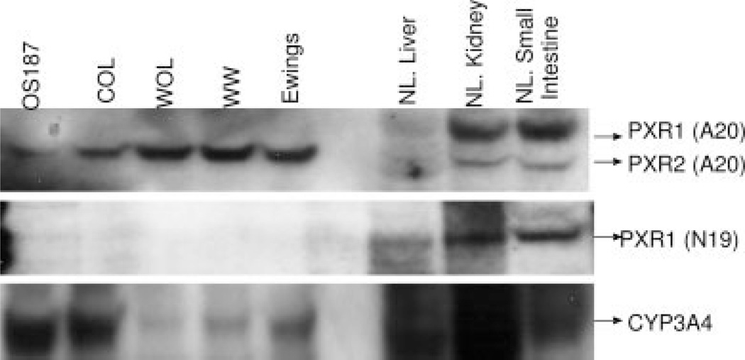 FIGURE 2