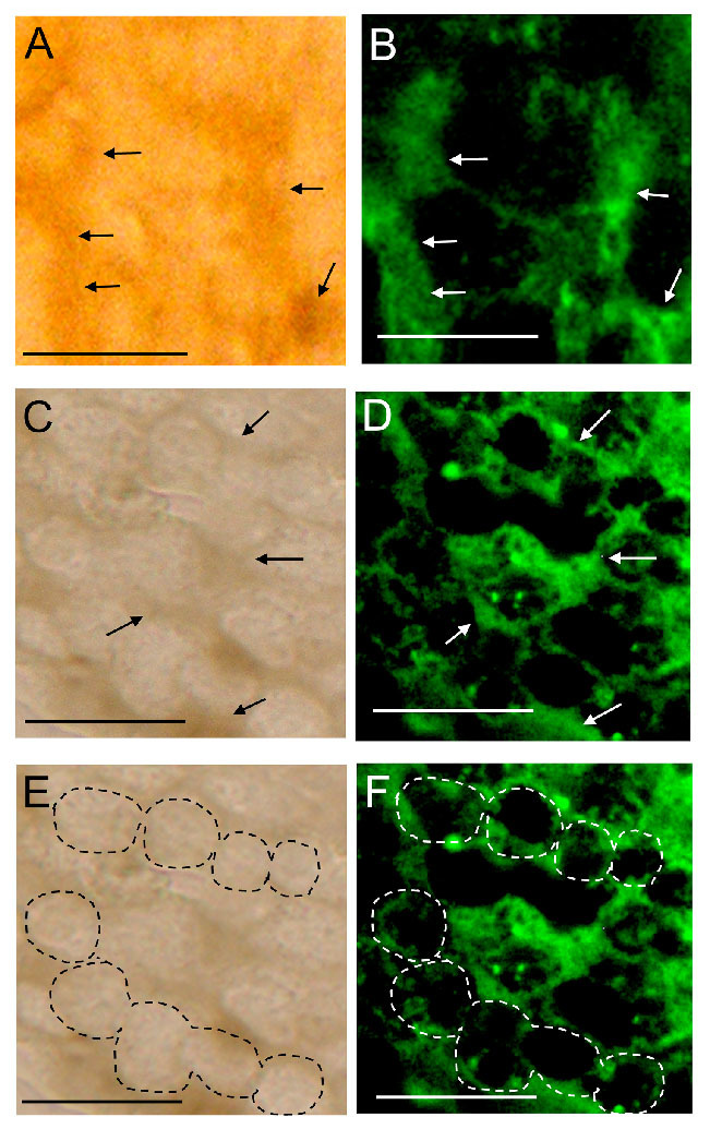 Figure 7.