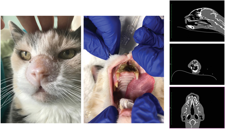 Figure 3. Pictures show the clinical situation of the cat (CatNr 6) 14 months post-FLASH treatment. The cat presented with no external sign of complication (left) but showed maxilla and mucosal necrosis (middle). Right, Extension of the necrosis on lateral, frontal, and sagittal CT-scan sections.