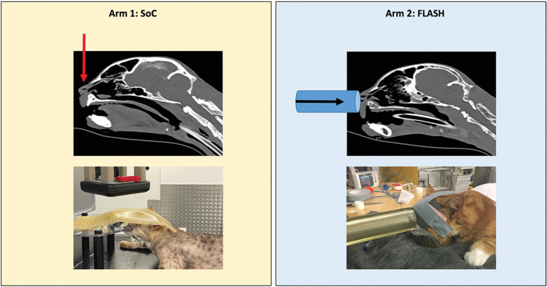 Figure 1. Cat treatment set-up and positioning (arrows show beam orientation).