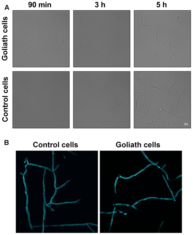 FIGURE 6