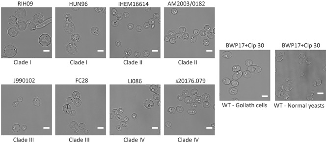 FIGURE 3