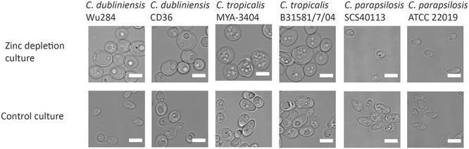 FIGURE 4