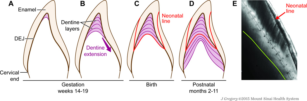 Key aspects of tooth development relevant to this biomarker