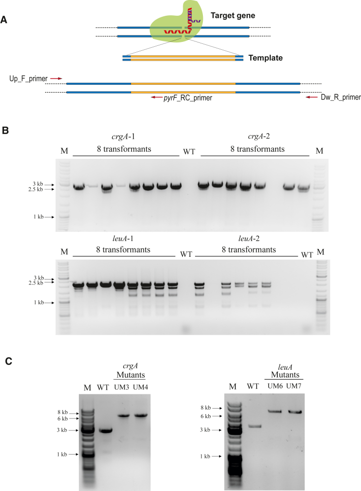 Figure 3