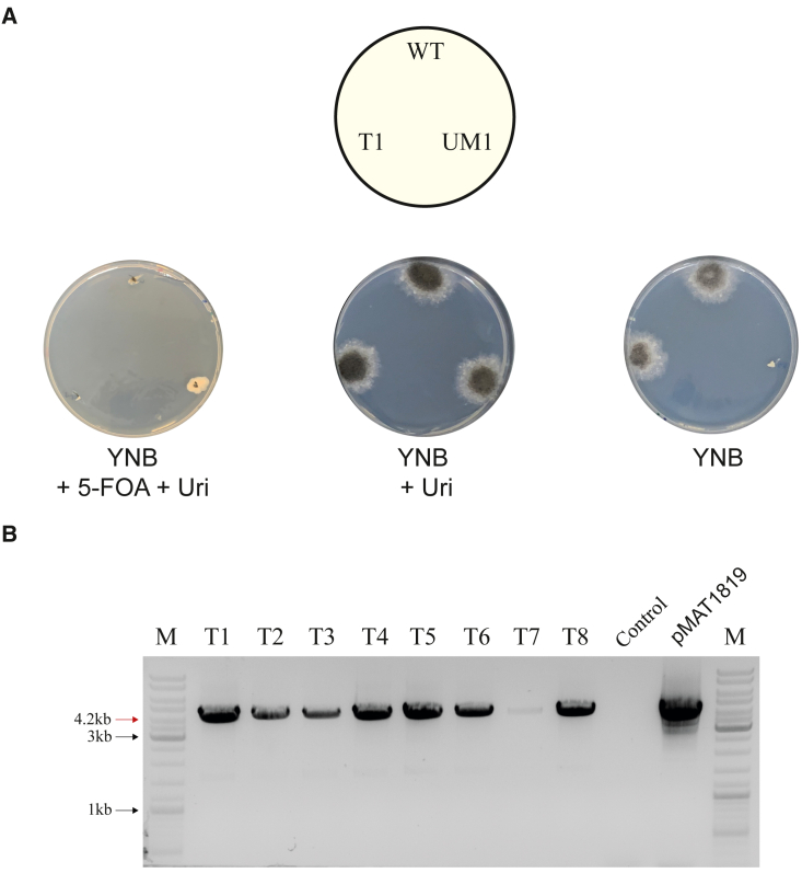 Figure 2