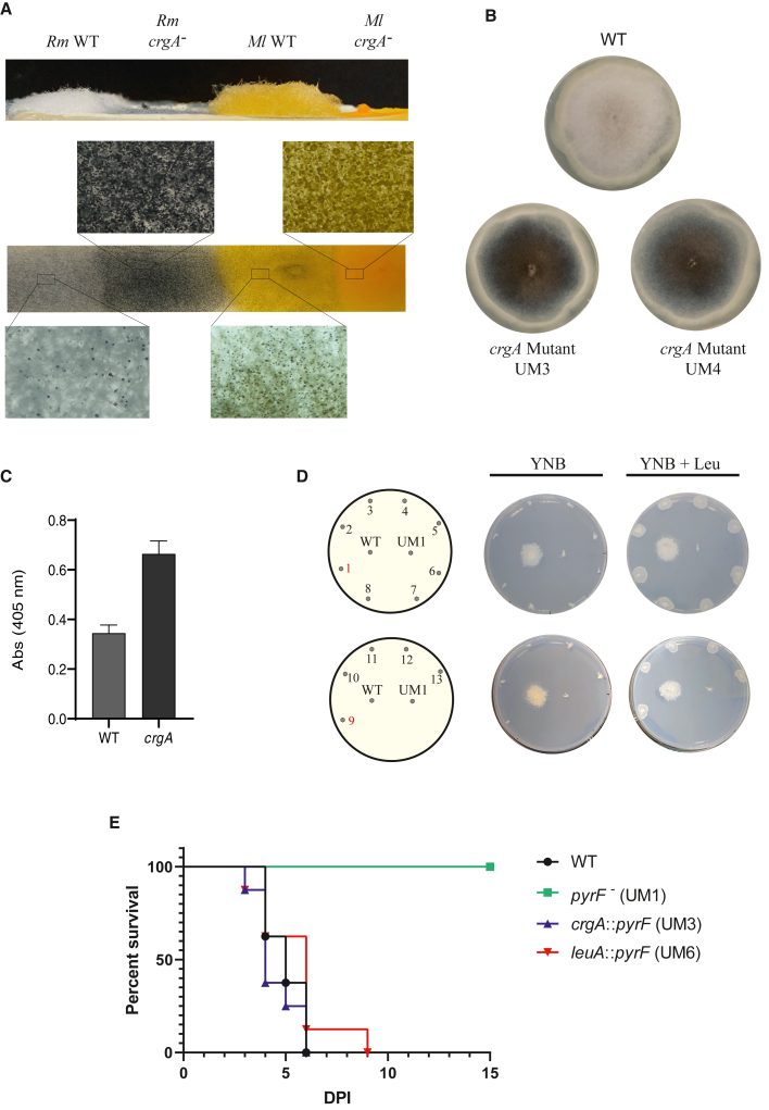 Figure 4