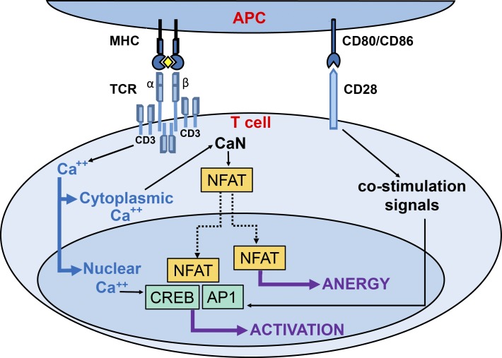 Figure 7.