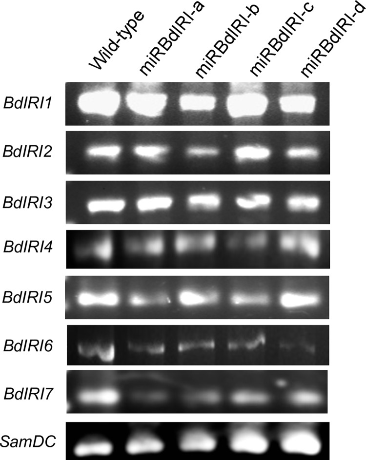 Fig 9