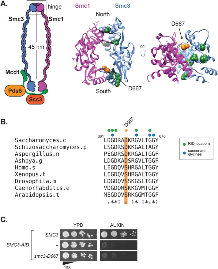 FIGURE 1: