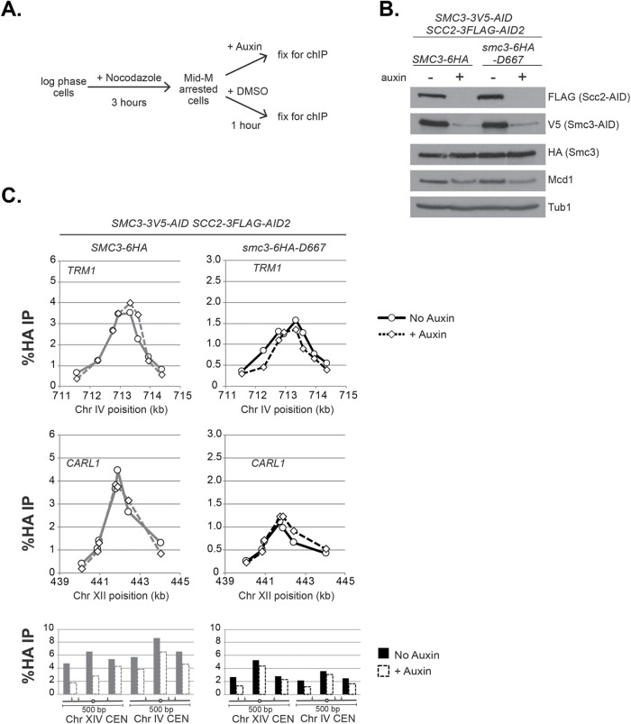 FIGURE 4: