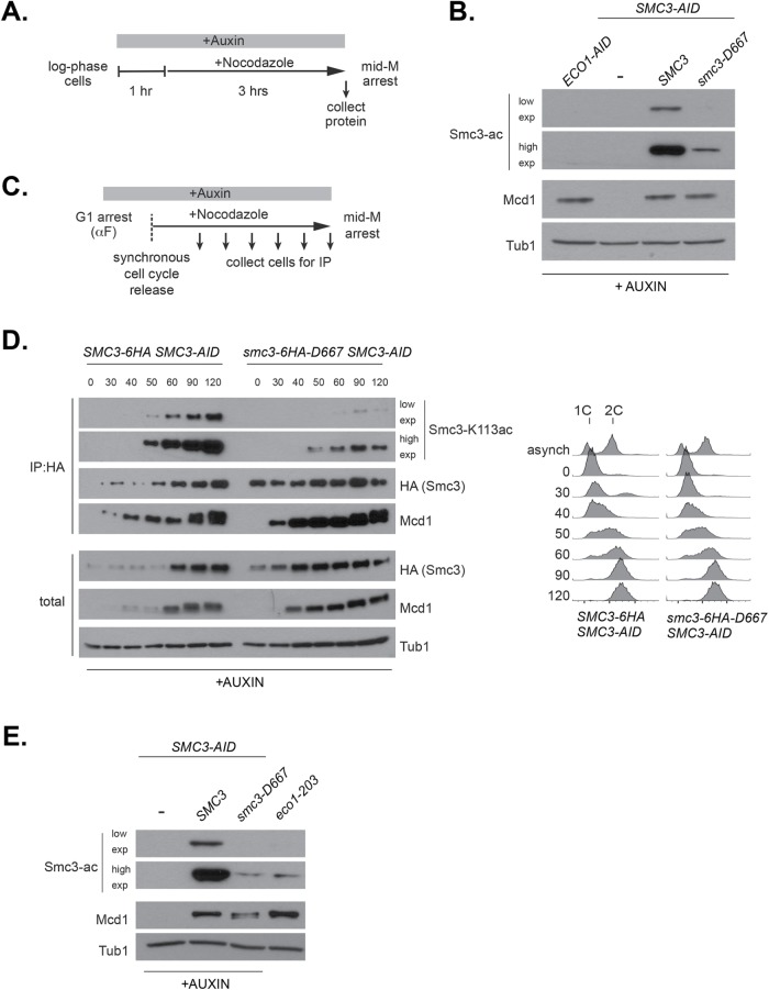 FIGURE 5: