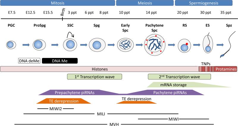 Regulation of spermatogenesis by small non-coding RNAs: role of the ...