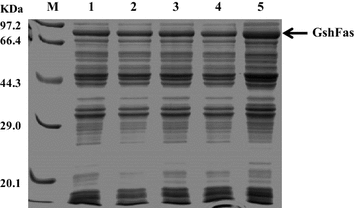 Fig. 5