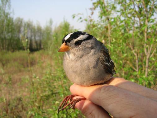 White-crowned sparrow (Zonotrichia leucophrys gambelii)