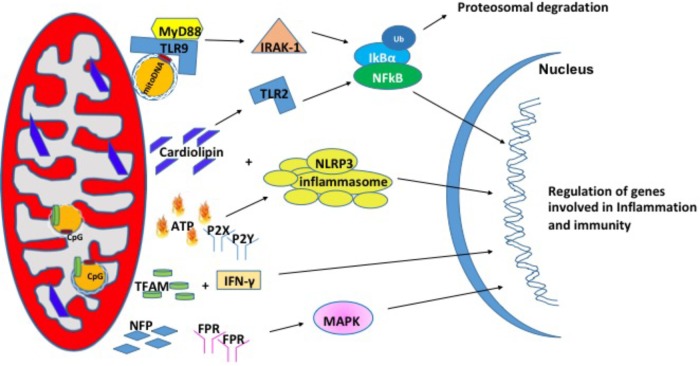 FIGURE 2