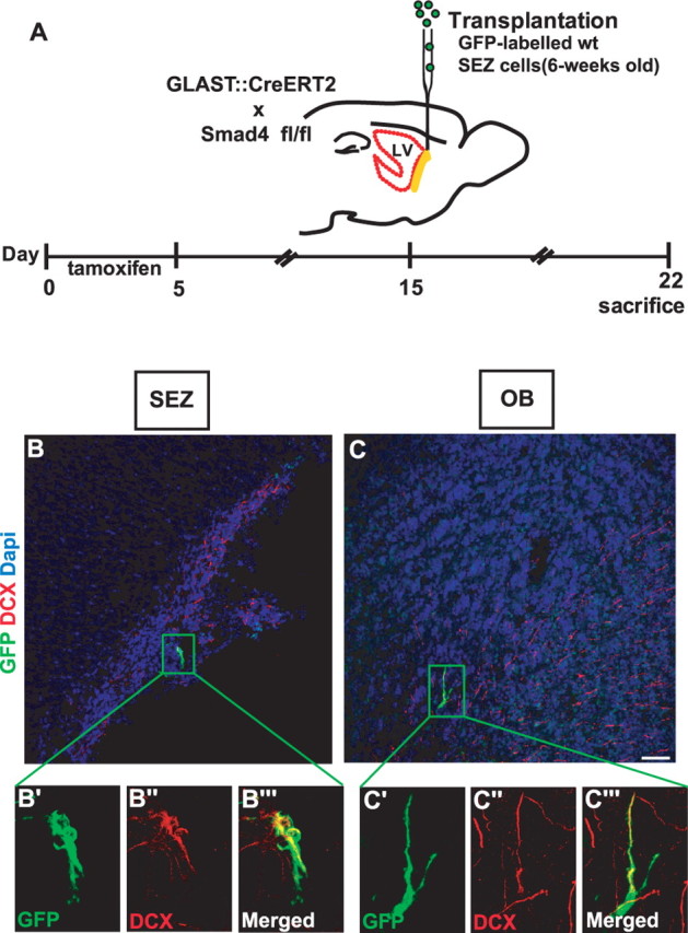 Figure 6.