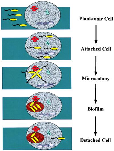 FIG. 1