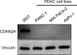Figure 3—figure supplement 1.
