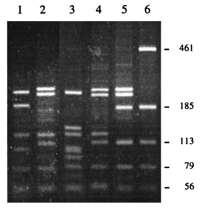 FIG. 5