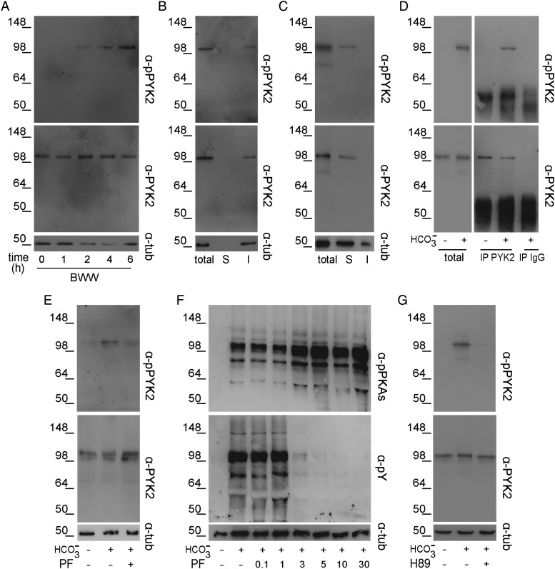 Figure 5