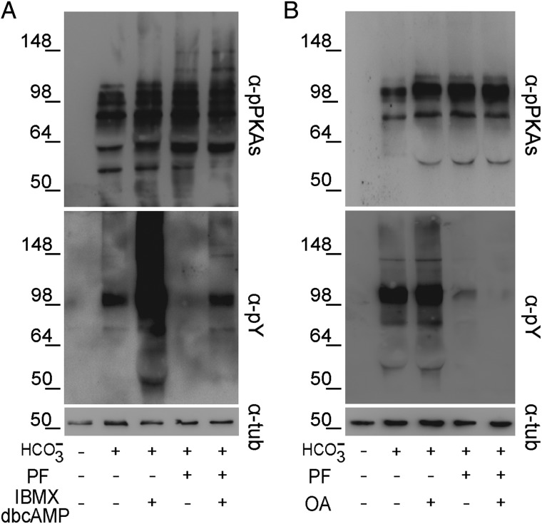 Figure 6