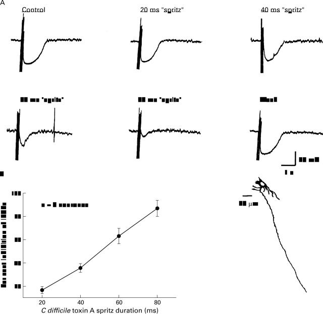 Figure 4  