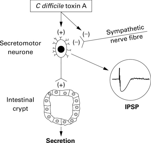 Figure 7  