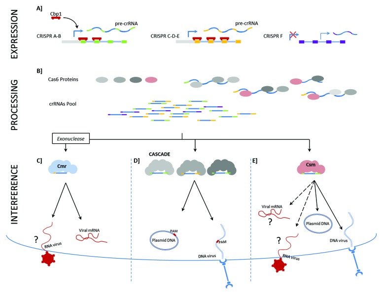 graphic file with name rna-10-671-g2.jpg