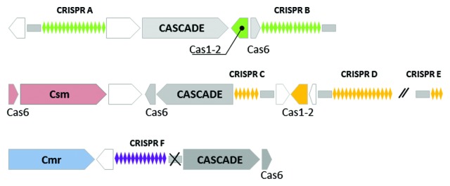 graphic file with name rna-10-671-g1.jpg