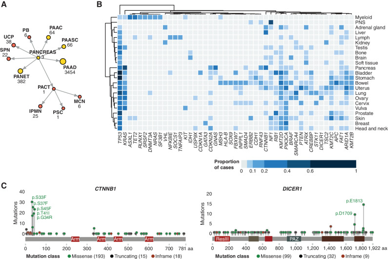 Figure 6. The somatic mutational landscape of rare tumor subtypes. A, Strategy for the identification of rare tumor subtypes, using cancers annotated under the top-level “Pancreas” OncoTree node as an example. Terminal OncoTree nodes with fewer than 50 associated sequenced samples (colored red) were included in the rare tumor analysis. B, Heatmap showing the distribution of the proportion of nonsilent mutations across rare tumor sites. For brevity, only tumor subtypes with more than 40 samples sequenced are included and driver genes with a mutational prevalence less than 10% across all analyzed tumor subtypes have been omitted. C, Mutational plots showing high frequency of mutations in uncommonly mutated driver genes: DICER1 (tumor suppressor gene) and CTNNB1 (oncogene).