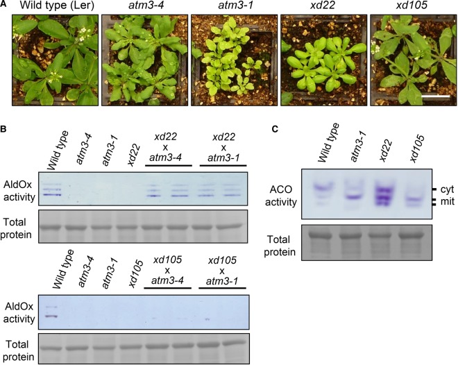 Figure 2.