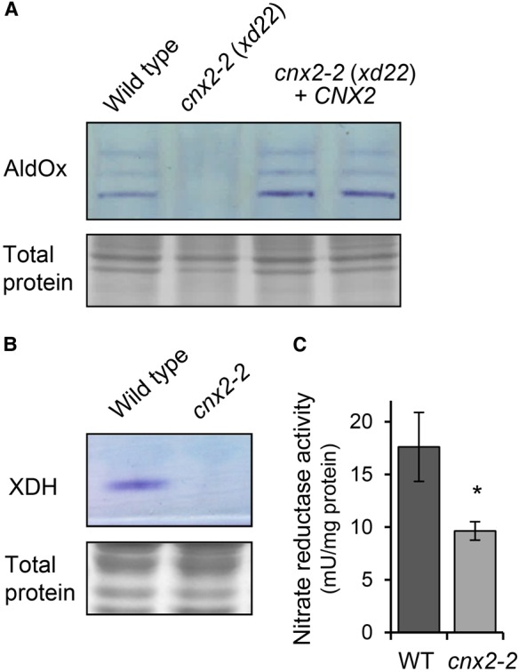 Figure 5.