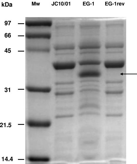 FIG. 1.