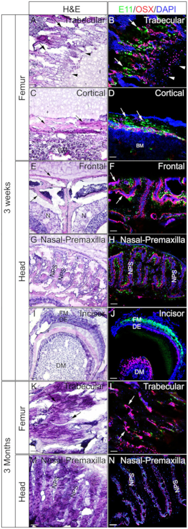 Figure 4: