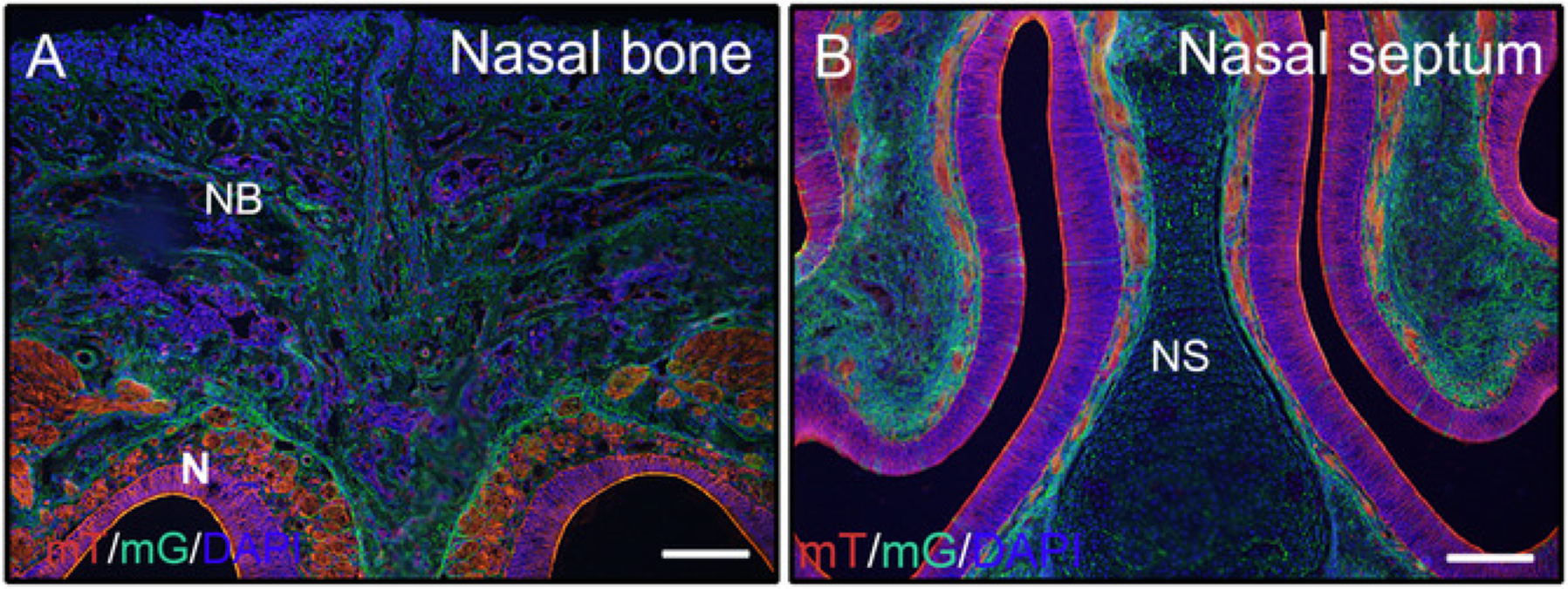 Figure 2: