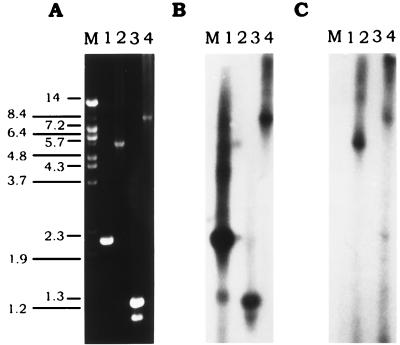 FIG. 5