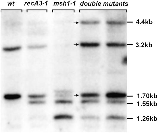 Figure 7.