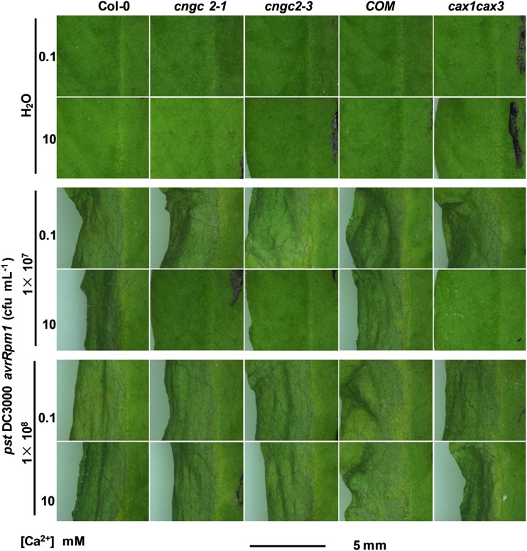 Figure 3.