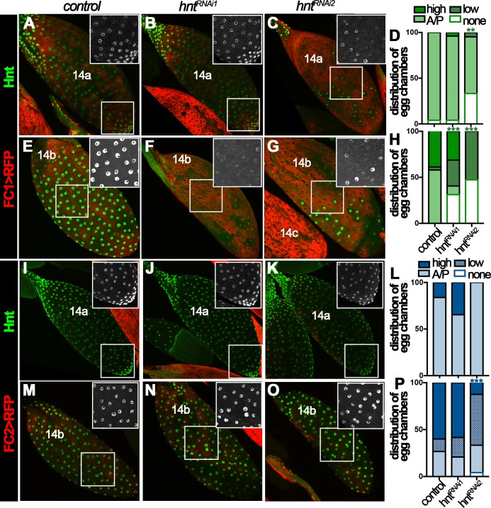 Figure 3—figure supplement 1.