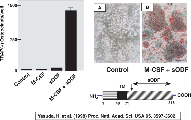 Fig. 11