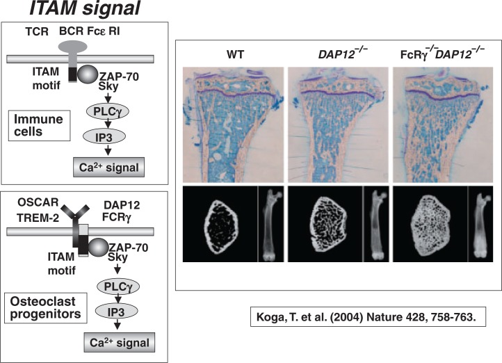 Fig. 20