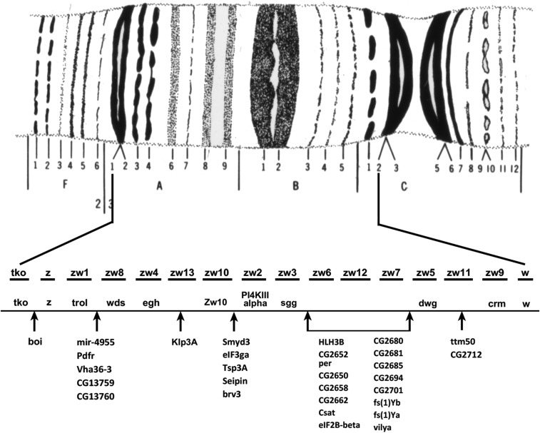 Figure 7