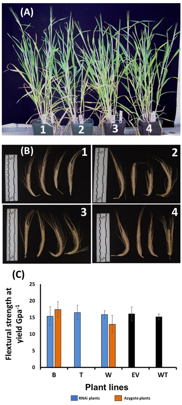 Figure 4