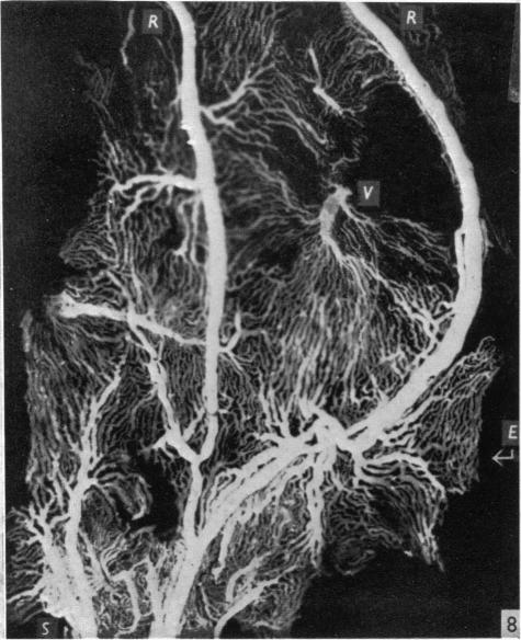 Fig. 8