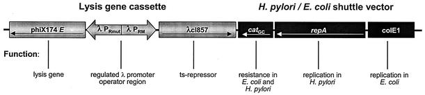 FIG. 1.